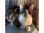 Adopt Midori a Tan or Fawn Tabby Domestic Shorthair (short coat)
