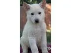 Adopt Butterfly a White German Shepherd Dog  Mixed dog in Yuba C