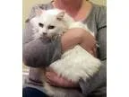 Adopt Ruby a White Domestic Longhair (long coat) cat in Chicago 