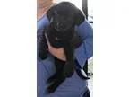 Adopt 8 week old lab mix puppies a Labrador Retriever