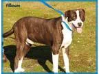 Adopt FILLMORE a Mountain Cur