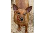 Adopt Roxy 2 a TanYellowFawn Boxer  Mixed dog in Woodinville WA 