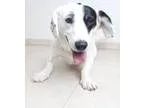 Adopt Madison D160590 a White - with Black Basset Hound  Beagle 