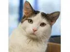 Adopt Baby Kit a Domestic Short Hair