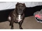 Adopt Debo a Pit Bull Terrier Staffordshire Bull Terrier
