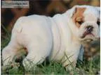 Chshdhd akc english bulldog puppies
