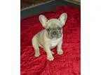 Smart French Bulldog Puppies Available Now