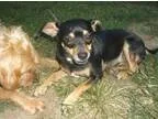 Adopt George (fostered) a Miniature Pinscher