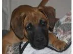 Adopt Cooper - in Maine a Shepherd