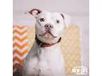 Adopt Lilly a White Pit Bull Terrier  Staffordshire Bull Terrier