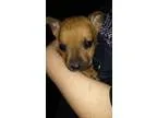 Adopt Puppy 8 (Smyrna NY) a German Shepherd Dog