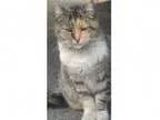 Adopt Lily - Yorba Linda PetSmart a Calico