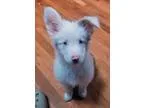 Adopt Blue LOCAL DEAF a Merle Australian Shepherd  Mixed dog in 