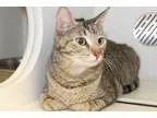 Adopt Condo 14 a Brown Tabby Domestic Shorthair (short coat) cat