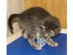 Adopt Taggart (baby boy) a Domestic Short Hair