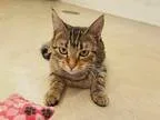 Adopt Vilhelm a Brown or Chocolate Domestic Longhair  Mixed cat 