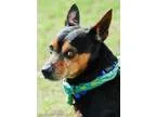 Adopt Pumpkin a Jack Russell Terrier