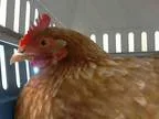 Adopt PENNY a Chicken bird in Tacoma WA (15326115)