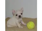 French Bulldogs Puppies MF Available socialized 