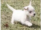 Free Lhasa Apso Dogs