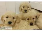 Goldendoodle Pups Loving and Ready Now