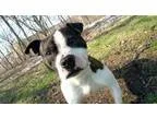 Adopt Duke a Pit Bull Terrier