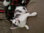 Adopt Purr-fect Mother s Day Kittens a Domestic Short Hair - gra