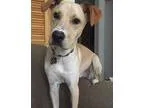 Adopt Loxley a TanYellowFawn - with White Labrador Retriever  Wh