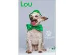 Adopt Lou a White Poodle (Toy or Tea Cup)  Mixed dog in Baton Ro