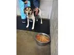 Adopt Bocephus a Beagle