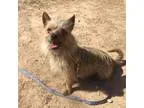 Adopt Peanut Butter a Cairn Terrier