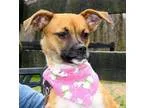 Adopt Velma a Pug