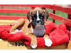 Chester - Boxer Male