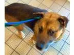 Adopt Scoop -PawPatrol a BrownChocolate - with Black German Shep