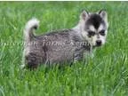Sensei Alaskan Klee kai puppies for sale..400