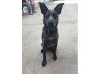 Adopt Sherman a Australian Cattle Dog (Blue Heeler)