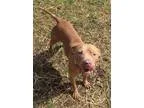 Adopt Lillianna a BrownChocolate - with White Terrier (Unknown T