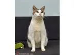 Adopt Ringo a Australian Shepherd Basset Hound