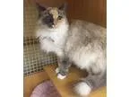 Adopt Ulla (declaw) a Domestic Longhair cat in Muskegon MI (1524