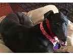 Adopt Cha Cha a Black - with White Greyhound  Mixed dog in Tucso