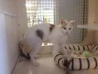 Adopt Alfie a White - with Tan Yellow or Fawn Lhasa Apso  Mixed 
