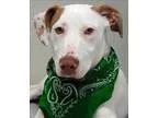 Adopt Ranger a Pointer  Pit Bull Terrier  Mixed dog in Topeka KS