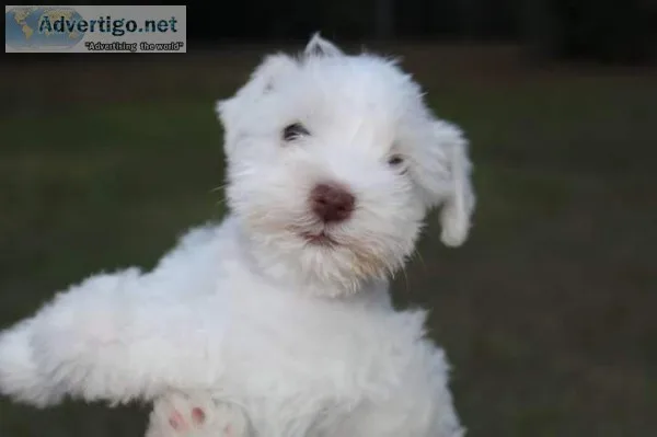 Miniature Schnauzer