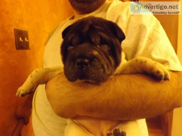 Female Flowered Shar pei