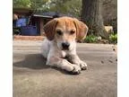Adopt Liam a White - with Tan Yellow or Fawn Beagle  Mixed dog i