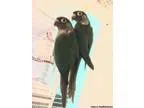 Turquoise Conure Pair ( Hold Pending Sale ) )