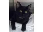 Adopt Asher a All Black Domestic Shorthair  Mixed cat in Newton 