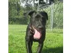 Adopt Keira a German Shorthaired Pointer  Labrador Retriever  Mi