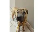 Adopt Shaunti a Shar Pei  Mixed dog in Lake Forest CA (15314794)