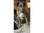Adopt Pepper a Catahoula Leopard Dog